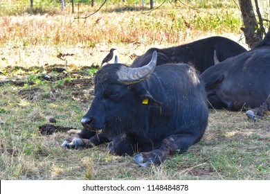 Resting water buffalo (Bubalus bubalis) with bird sitting on his head, near the Berlin Wall Trail on the former border between West Berlin and East Berlin