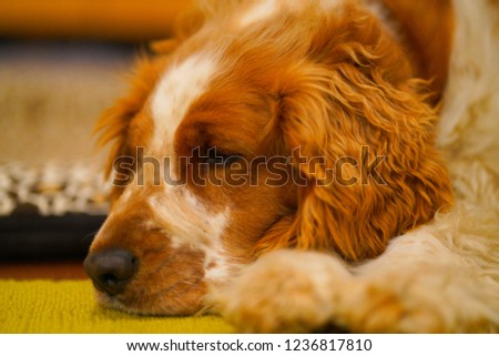 resting welsh springer spaniel dog