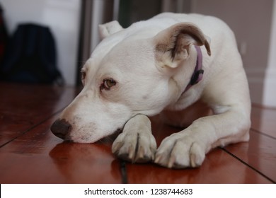 Resting White Kelpie Cross.