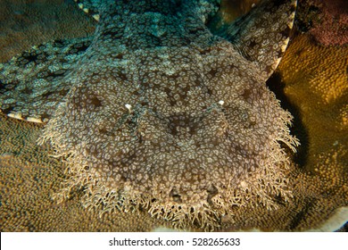 A Resting Wobbegong
