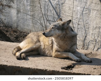 Resting wolf in Kyiv Central Zoo - Powered by Shutterstock