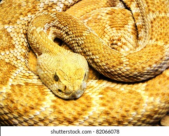 Resting Yellow Snake