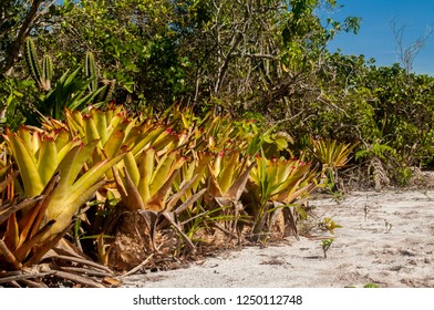 Restinga, A Spit And A Distinct Type Of Coastal Tropical And Subtropical Moist Broadleaf Forest, Found In Eastern Brazil.