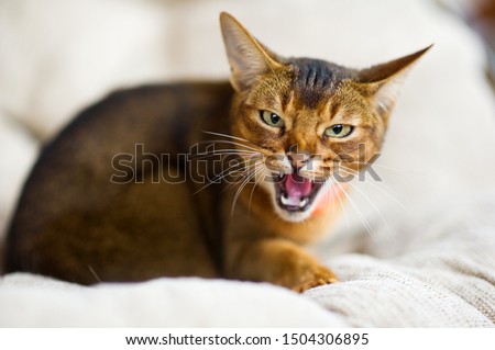 restless animal. An Abyssinian cat hisses at the camera, exposing and showing fangs. The animal is embittered
