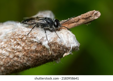 A Restless Crabronid Wasp Is Resting On The Tip Of A Cattail Stem. Taylor Creek Park, Toronto, Ontario, Canada.