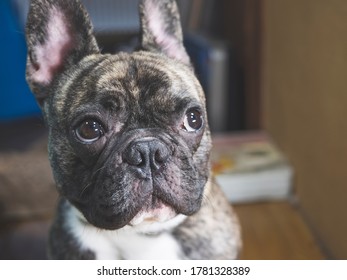 Restless Dog Looking Up , Nervous Face Of Brindle French Bulldog , Taken Inside House At Night Closeup Shot , Select Focus