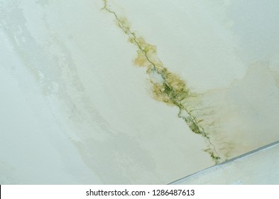 Restoration Dangers Mold In House Ceilings