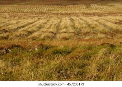 Restored Peatland With Old Forestry Furrows Showing, Forsinard Scotland/