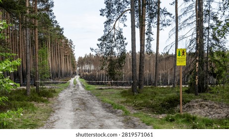 A restricted forest access point after the May 2026 wildfire in Puszcza Solska, where a temporary closure protects burned woodland during recovery and regeneration.