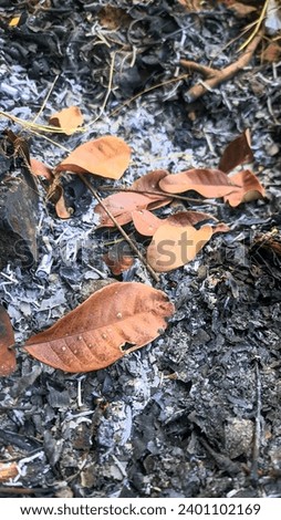 The result of burning leaves, Leaves turning ash, Leaf, Dried leaves