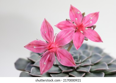 The result of a close-up shot obtained by the method of focus stacking of two amazing flowers of Graptopetalum Bellum (Tacitus Bellus)