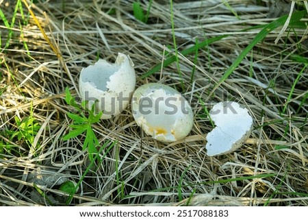 Result of predatory activity of Crow (Corvus cornix) in wetlands. Oophagy, predation. Crow stole waterfowl eggs in different nests and ate it in one place, appetitive behaviour. Mallard, common coot