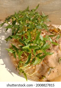 The Results Of Fertile Cayenne Pepper (capsicum) Seeds With Non-soil Planting Media