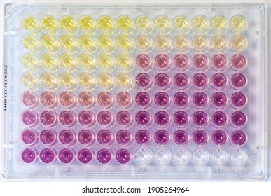 Results of a laboratory colorimetric experiment with microplate, determination of the antioxidant capacity with DPPH
