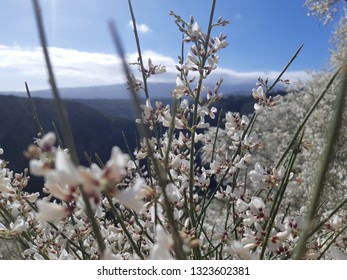 Retama Rhodorhizoides, Bridal Veil Broom, Endemic To Canary Islands