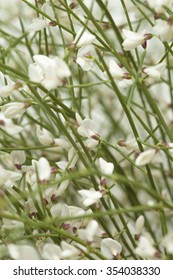 Retama Rhodorhizoides, Bridal Veil Broom, Natural Floral Background