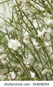 Retama Rhodorhizoides, Bridal Veil Broom, Natural Floral Background