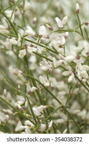 Retama Rhodorhizoides, Bridal Veil Broom, Natural Floral Background