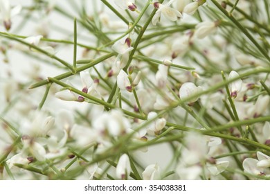 Retama Rhodorhizoides, Bridal Veil Broom, Natural Floral Background