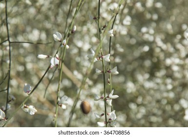 Retama Rhodorhizoides, Bridal Veil Broom, Natural Floral Background