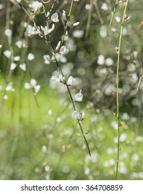 Retama Rhodorhizoides, Bridal Veil Broom, Natural Floral Background