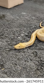 Retics python walks towards prey