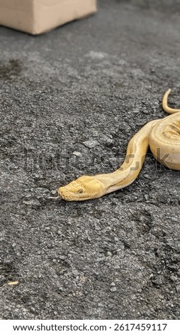 Retics python walks towards prey
