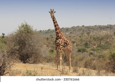 Reticulated Giraffe