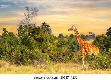 Reticulated giraffe during beautiful colorful sunset in Samburu National Reserve, Kenya - Shutterstock ID 2081744251