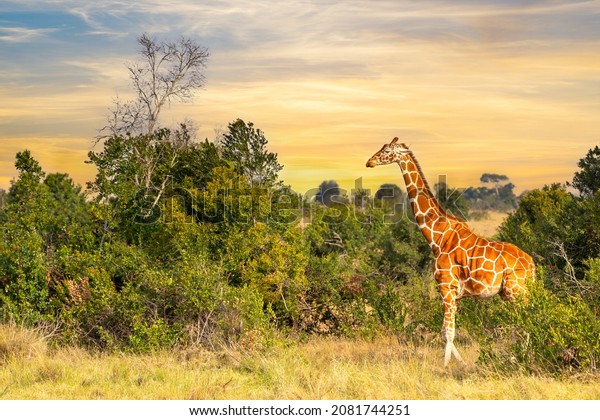 Reticulated giraffe during beautiful\
colorful sunset in Samburu National Reserve,\
Kenya