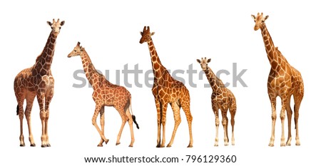 Reticulated Giraffe family, mothers and young, isolated on white background