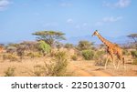Reticulated giraffe (Giraffa camelopardalis reticulata) walking by in a breathtaking landscape, Samburu National Reserve, Kenya.