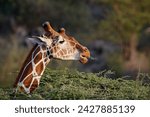 Reticulated giraffe (giraffa camelopardalis reticulata), samburu national reserve, kenya, east africa, africa