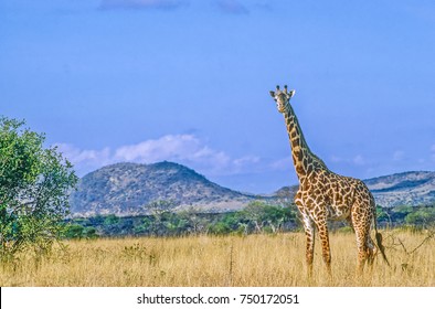 Reticulated Giraffe In Kenya