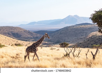 Reticulated Giraffe In Lewa Wildlife Conservancy, Northern Kenya.