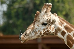 Reticulated Giraffe With Its Long Tongue Sticking Out 