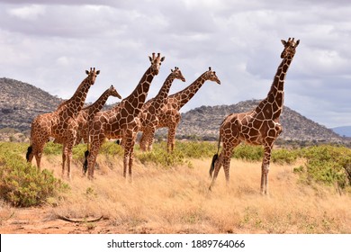 Reticulated giraffe in Samburu National Reserve, Kenya - Shutterstock ID 1889764066