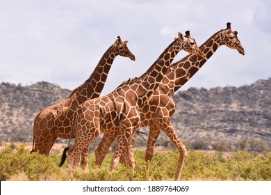 Reticulated giraffe in Samburu National Reserve, Kenya - Shutterstock ID 1889764069