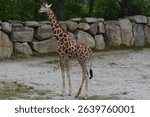 Reticulated giraffe at Southwick