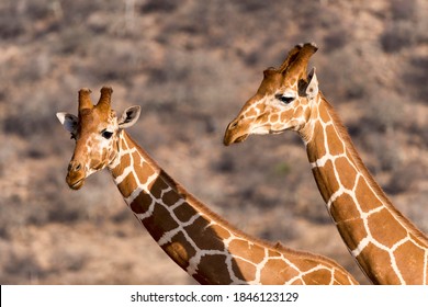 Reticulated Giraffes Or Somali Giraffes (Giraffa Reticulata Camelopardalis), Portrait, Samburu National Reserve, Kenya