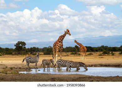 Reticulated giraffes at waterhole while zebras drink water. Ol Pejeta Conservancy, Kenya, Africa. Giraffa camelopardalis reticulata and Equus quagga. Wildlife seen on African safari vacation - Powered by Shutterstock