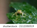 Reticulated Glass Frog - Hyalinobatrachium valerioi, beautiful small green and yellow frog from Central America forests, Costa Rica.