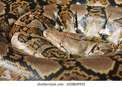 Reticulated Pyhton Species Python Found Southeast Stock Photo ...