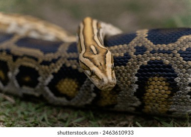 Reticulated python crawling on the ground - Powered by Shutterstock