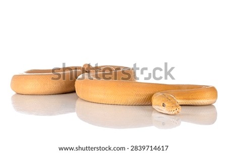 Reticulated python in front of white background