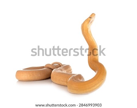 Reticulated python in front of white background