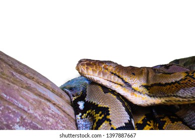 Reticulated Python Isolated On White Background