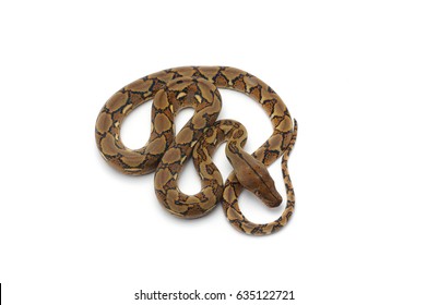 Reticulated Python Isolated On White Background