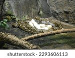 The reticulated python lies around its eggs. Python is one of the largest snakes. 