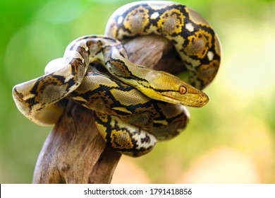 The reticulated python (Malayopython reticulatus) is native to South Asia and Southeast Asia. It is the world's longest snake. - Shutterstock ID 1791418856